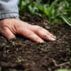 Hand in Soil