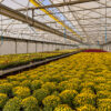 Yellow budded chrysanthemums in a production greenhouse