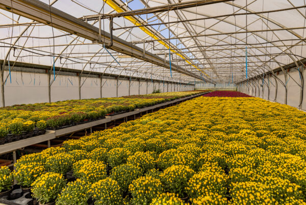 Yellow budded chrysanthemums in a production greenhouse