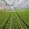 Production Greenhouse with a boom sprayer watering plugs
