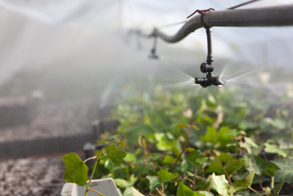 Overhead Irrigation in a hoop house over ivy