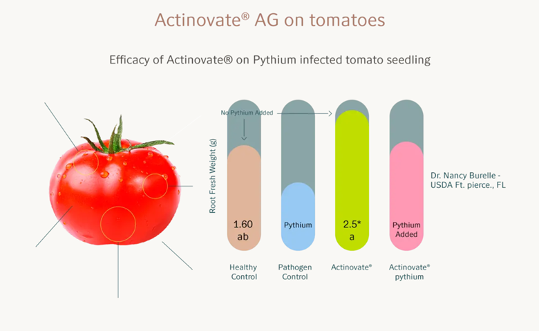 Efficacy of Actinovate on Pythium infected tomato seedlings. Healthy Control - 1.60 ab, pathogen control - pythium, Actinovate - 2.5 ab, Actinovate pythium - pythium added