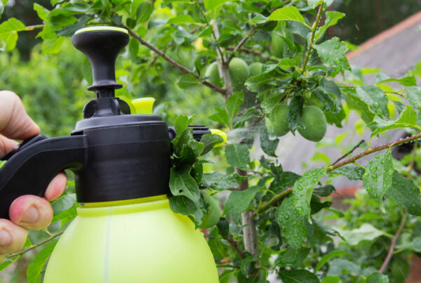 spraying tomatoes with a handheld sprayer