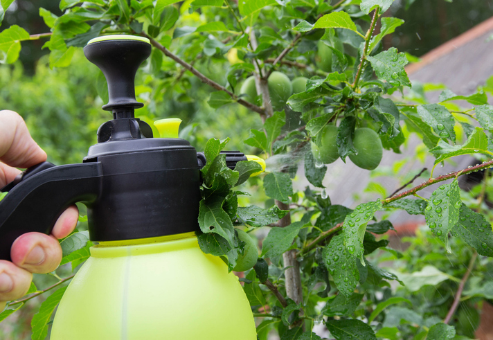 Everything You Need to Know About AmyloShield