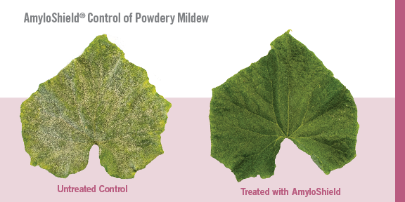 Powdery Mildew Trial Results for AmyloShield