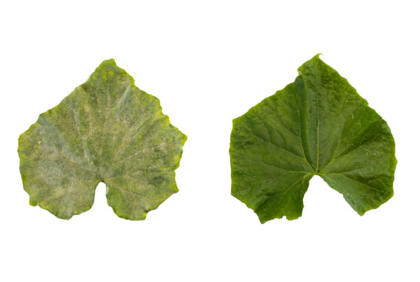 left untreated control. right treated with AmyloShield