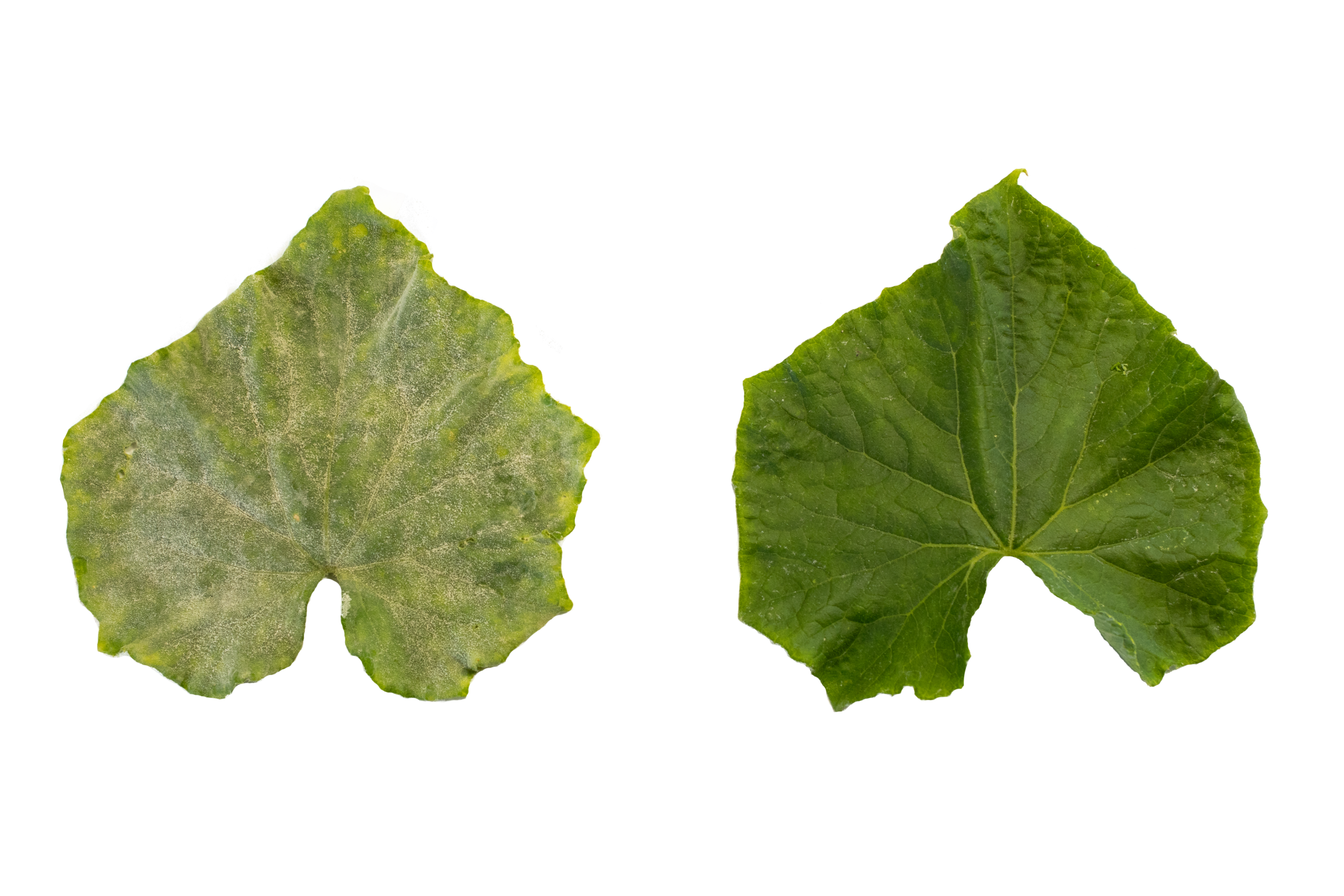 AmyloShield®: An Advanced Foliar Biofungicide for Horticulture