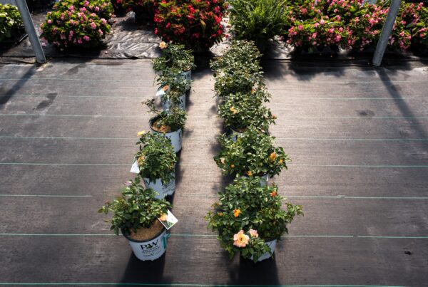 Rose Trial: Left, untreated. Right, treated with MycoApply mycorrhizal fungi