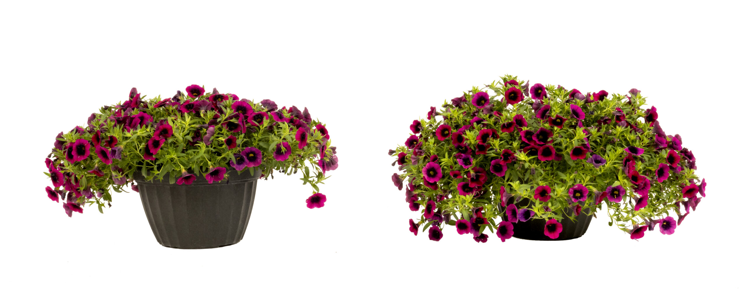Calibrachoa_MycoApply trial. Left untreated, right treated
