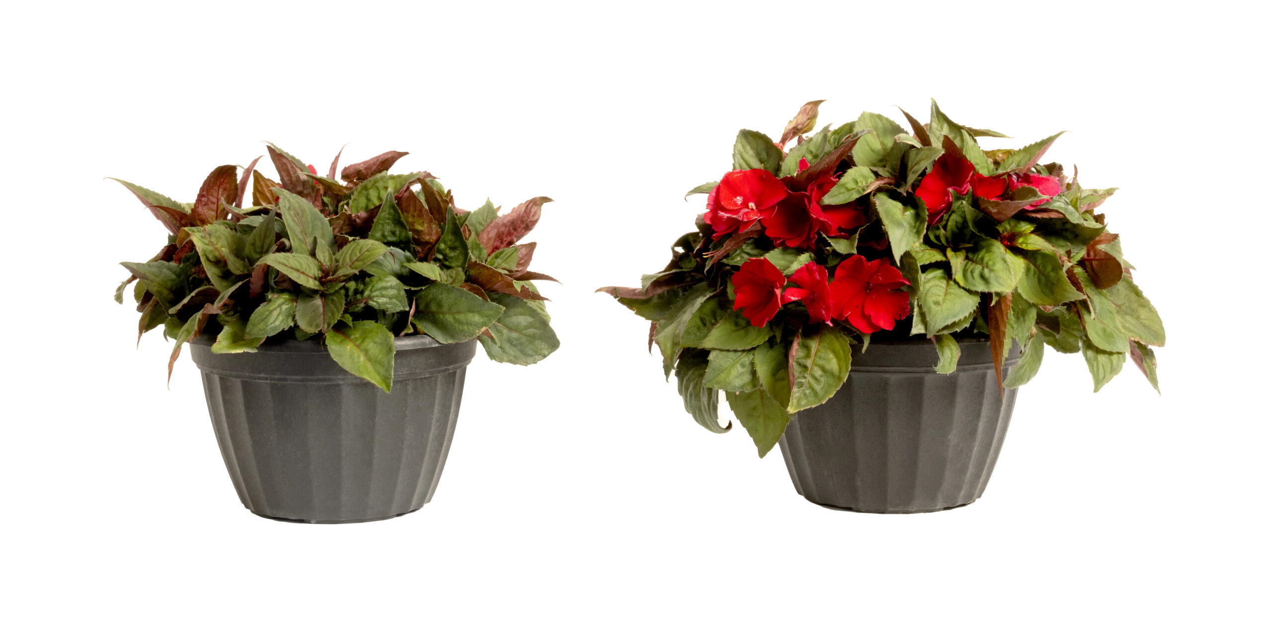 Compact SunPatiens® Red _MycoApply Trial. Left untreated. Right, treated.