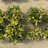 Compact SunPatiens® Tropical Rose _MycoApply Trial, Left untreated, right treated.