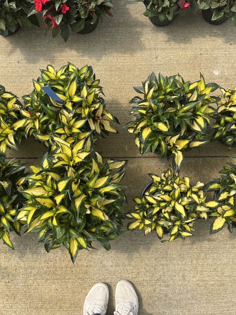 MycoApply Mycorrhizal Fungi Trial Results