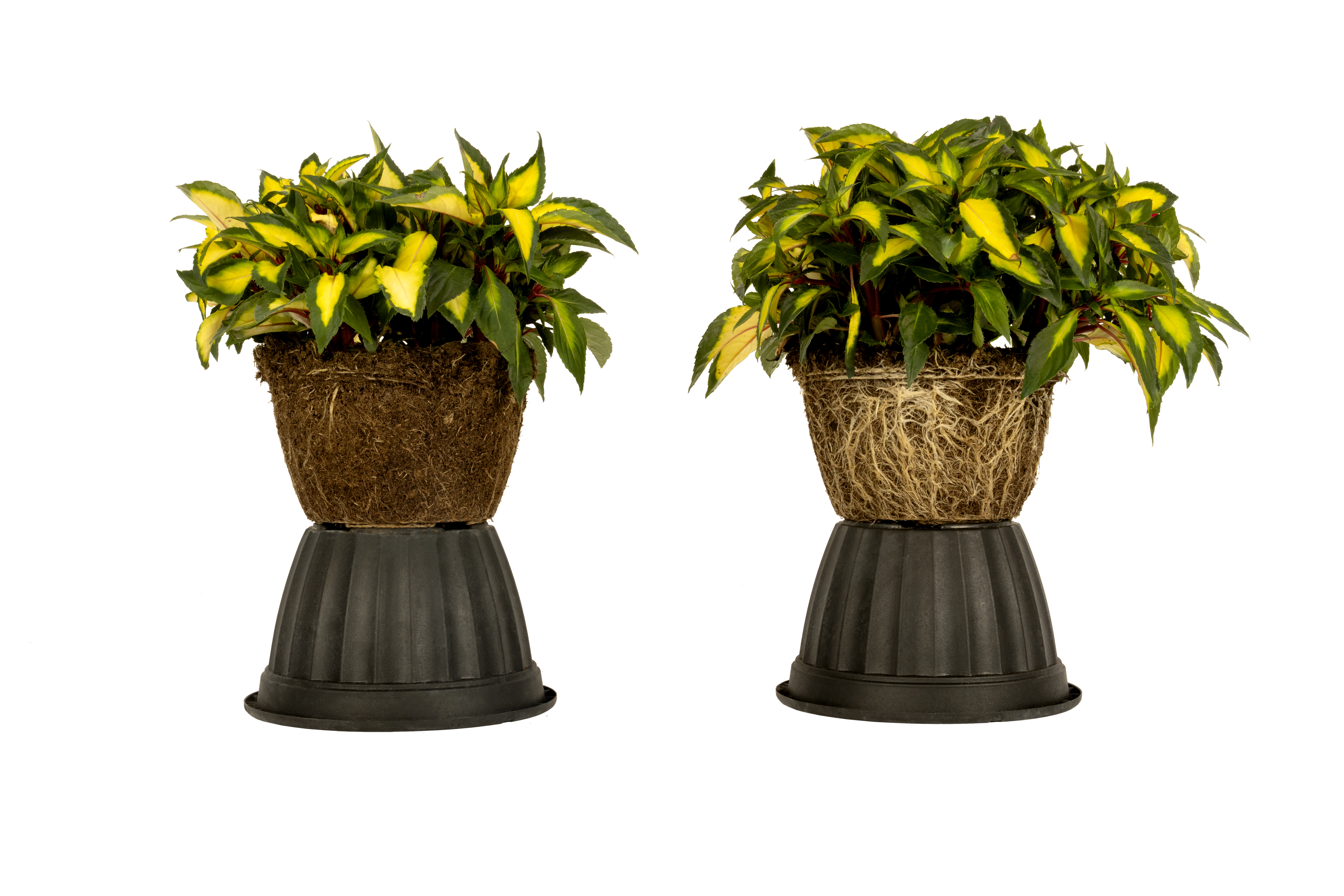 Compact SunPatiens® Tropical Rose _MycoApply Trial, Left untreated, right treated.
