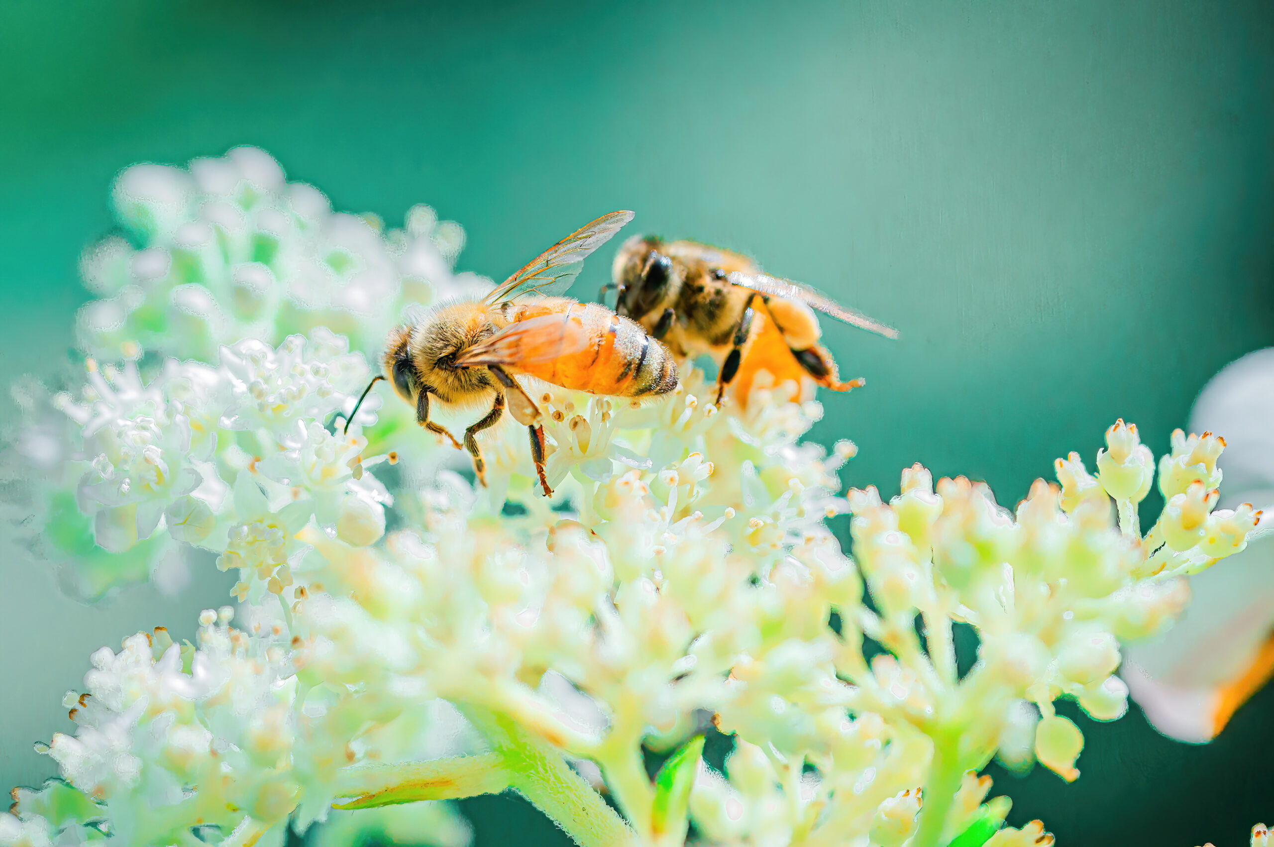 Protecting Pollinators While Protecting Crops