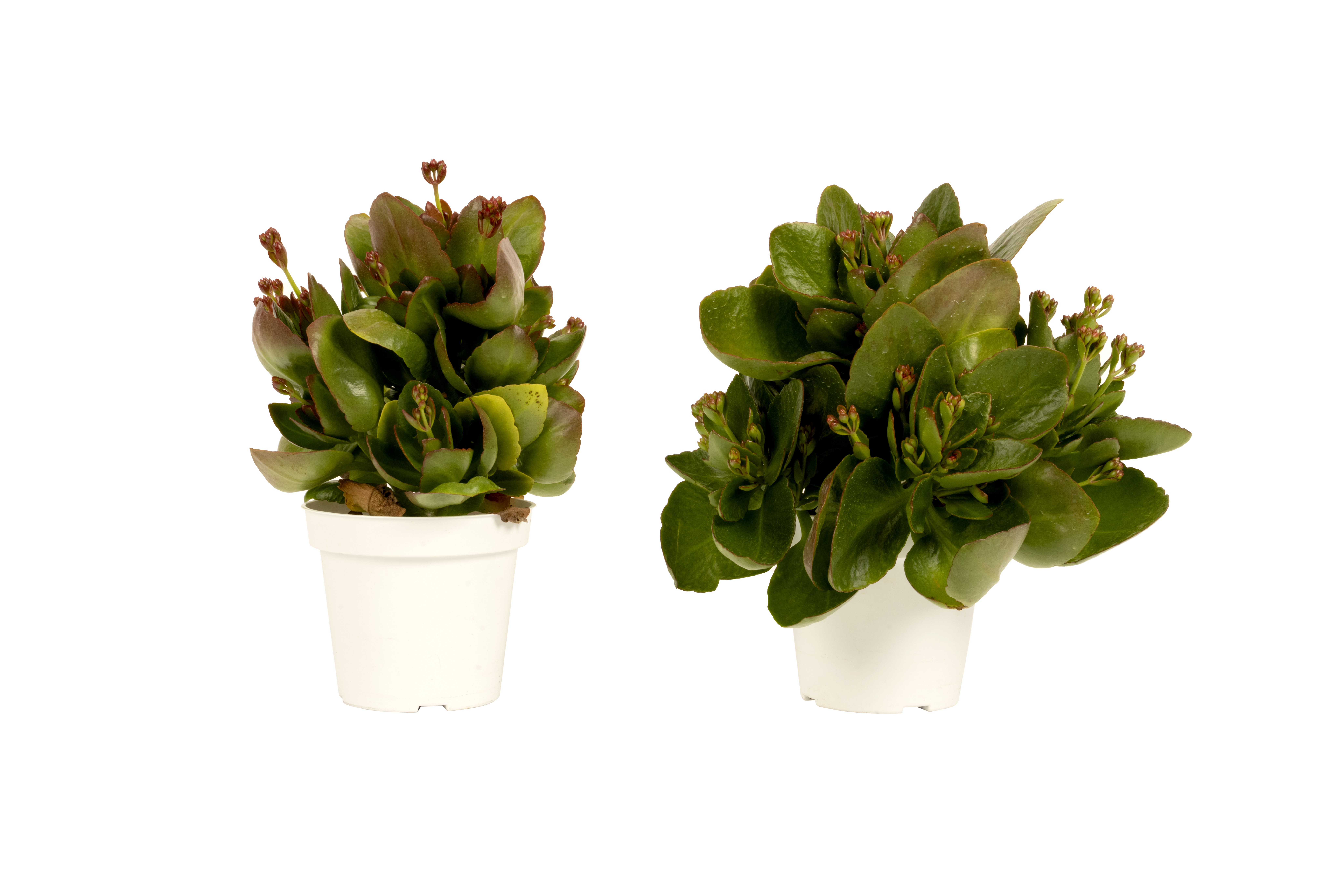 Kalanchoe_MycoApply trial, untreated on the left, treated on the right