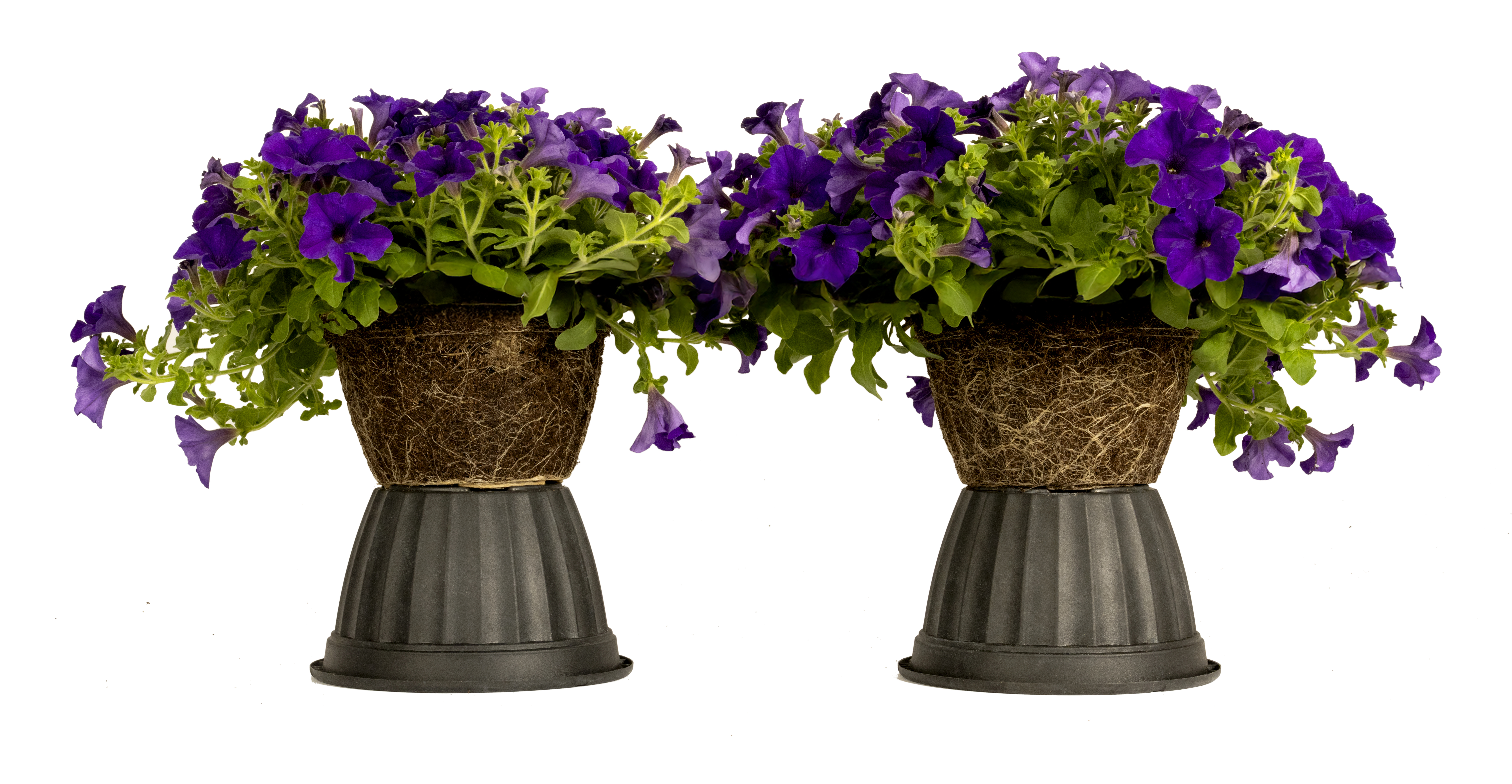 Petunia_MycoApply trial. Left untreated, right, treated